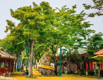 Ngẩn ngơ với khung trời vàng rực hoa sưa tại Đà Nẵng